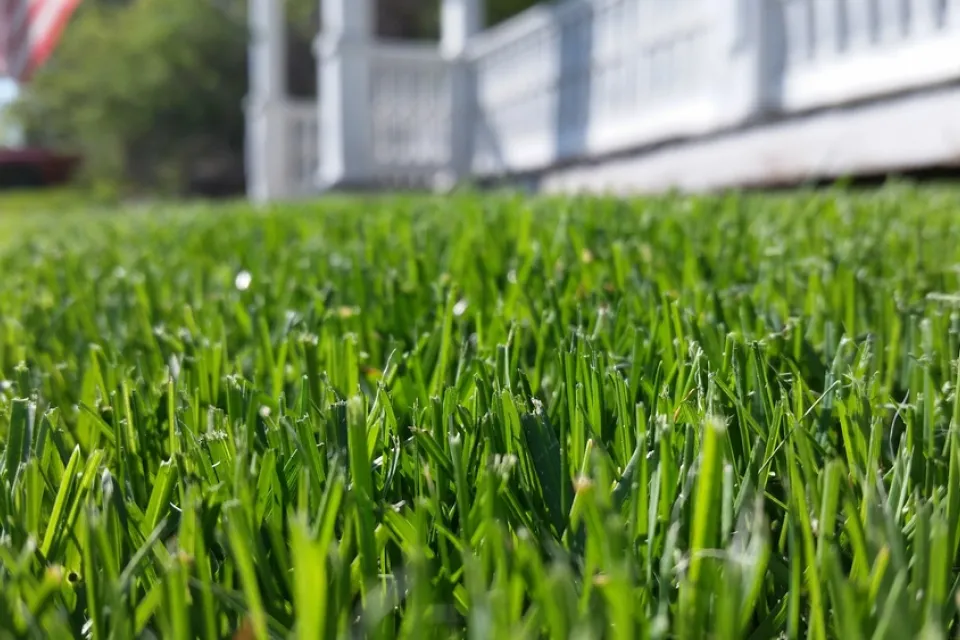 Close-up from ground level of green lawn with colonial house in background